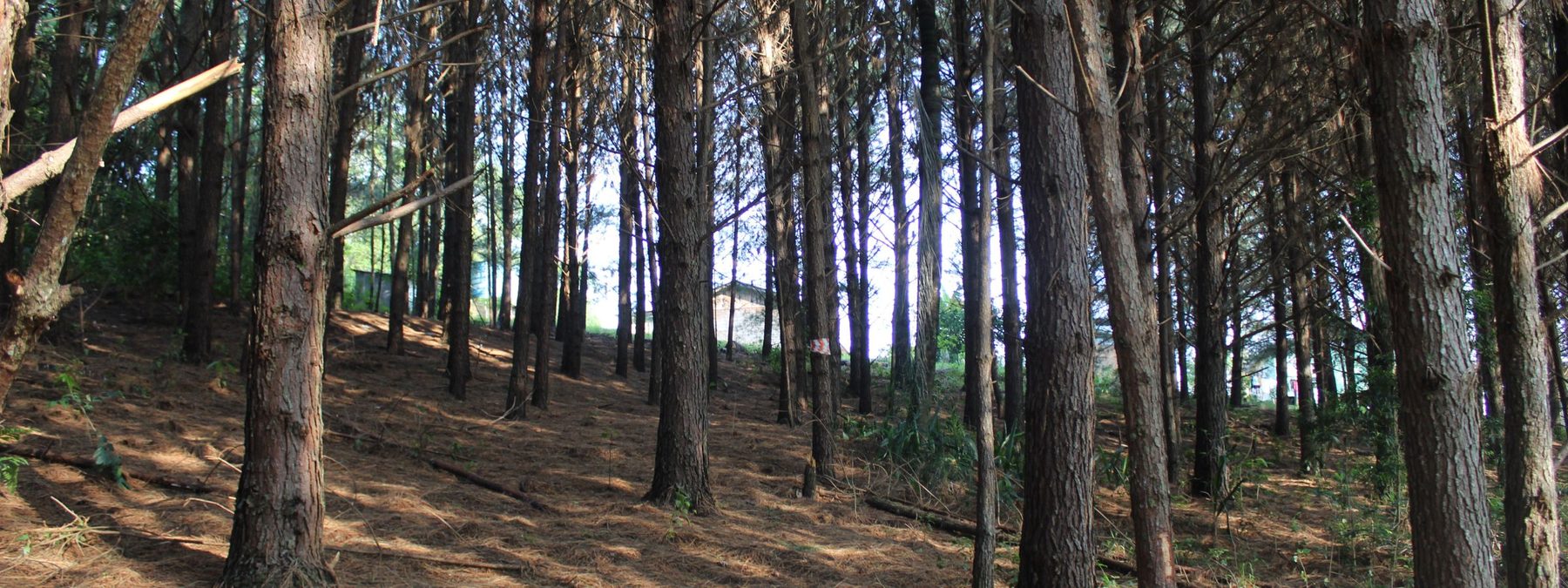 Campo de soja com mata nativa preservada — Agronegócio Ramus