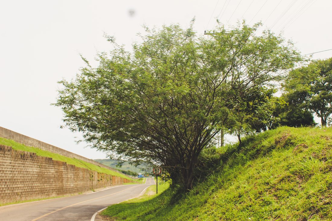 Acessos rodoviários com plantio de mudas nativas