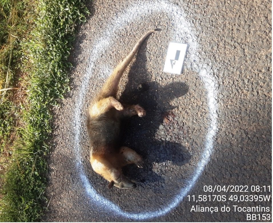 Monitoramento de fauna em corredor rodoviário