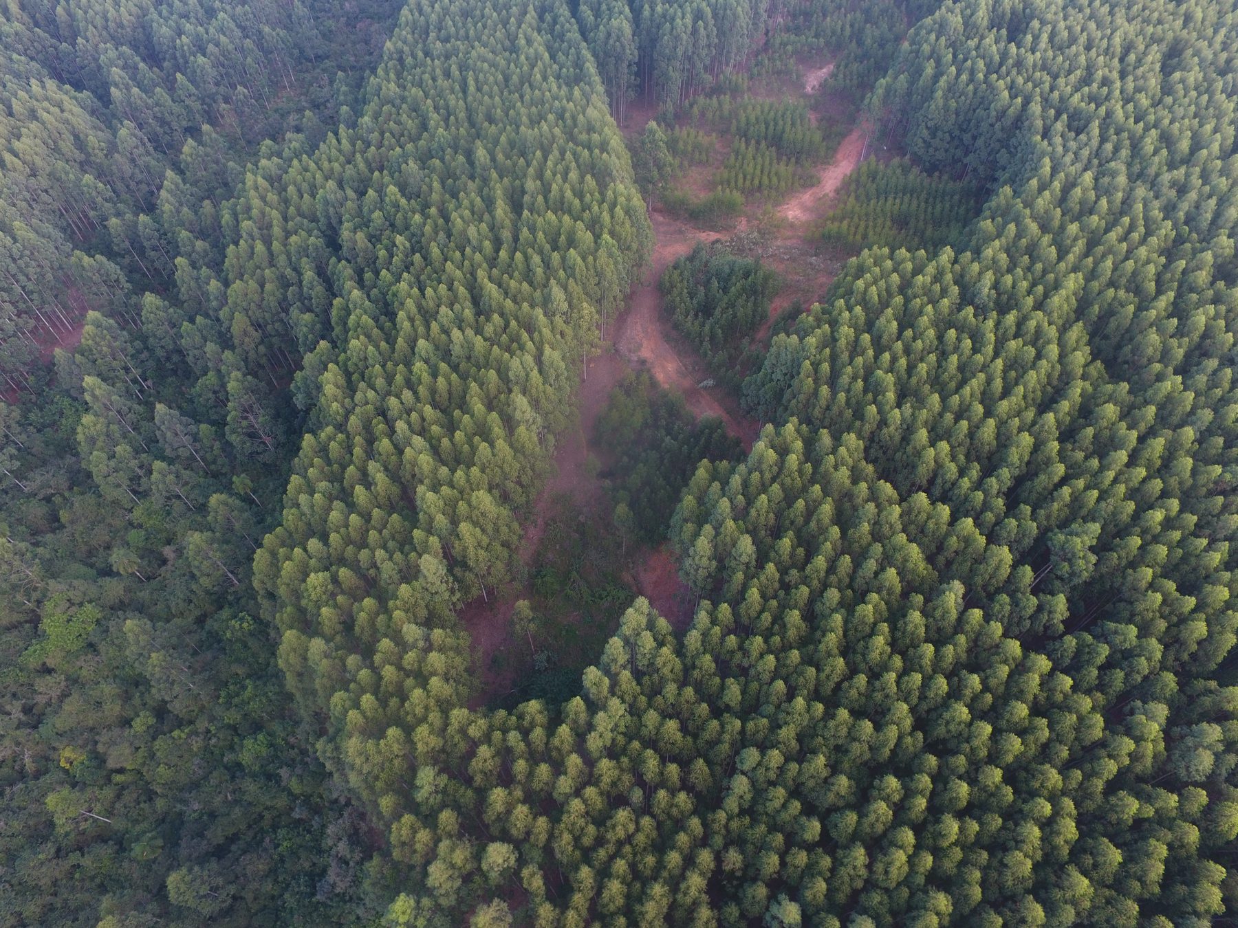 Área minerada em recuperação ambiental — Ramus